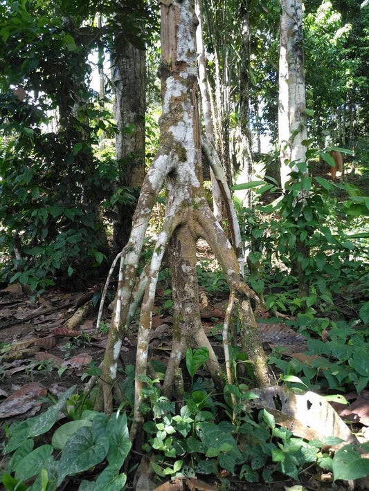 PROTECTION & STRENGTH BUNDLE KIT | Shihuahuaco | Una de gato | Tahuari | Chullachaqui | Raw Organic Plant Extract | Microdose | Amazon Forest | 30ml