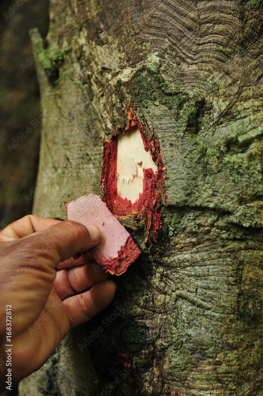 GROUNDING & PURIFY BUNDLE KIT | Chuchuhuasi | Mucura | Tahuari | Una de Gato | Raw Organic Plant Extract | Microdose | Amazon Forest | 30ml