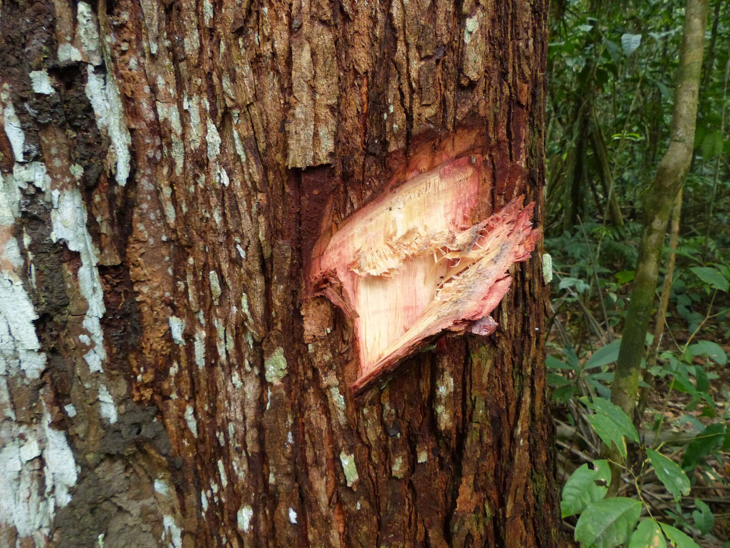 Huayra Caspi(Cedrelinga catenaeformis)エッセンス 30ml