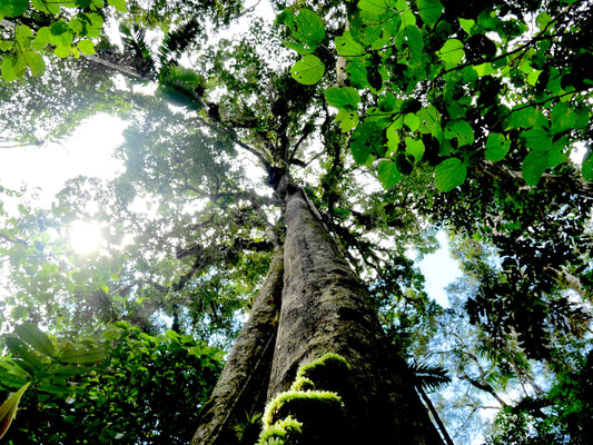 What is Chuchuhuasi? The Rejuvenating Bark of the Amazon