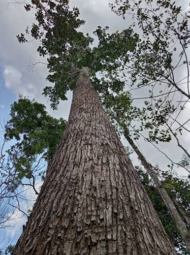 Huayra Caspi (Cedrelinga catenaeformis) rising toward the canopy of the Amazon forest