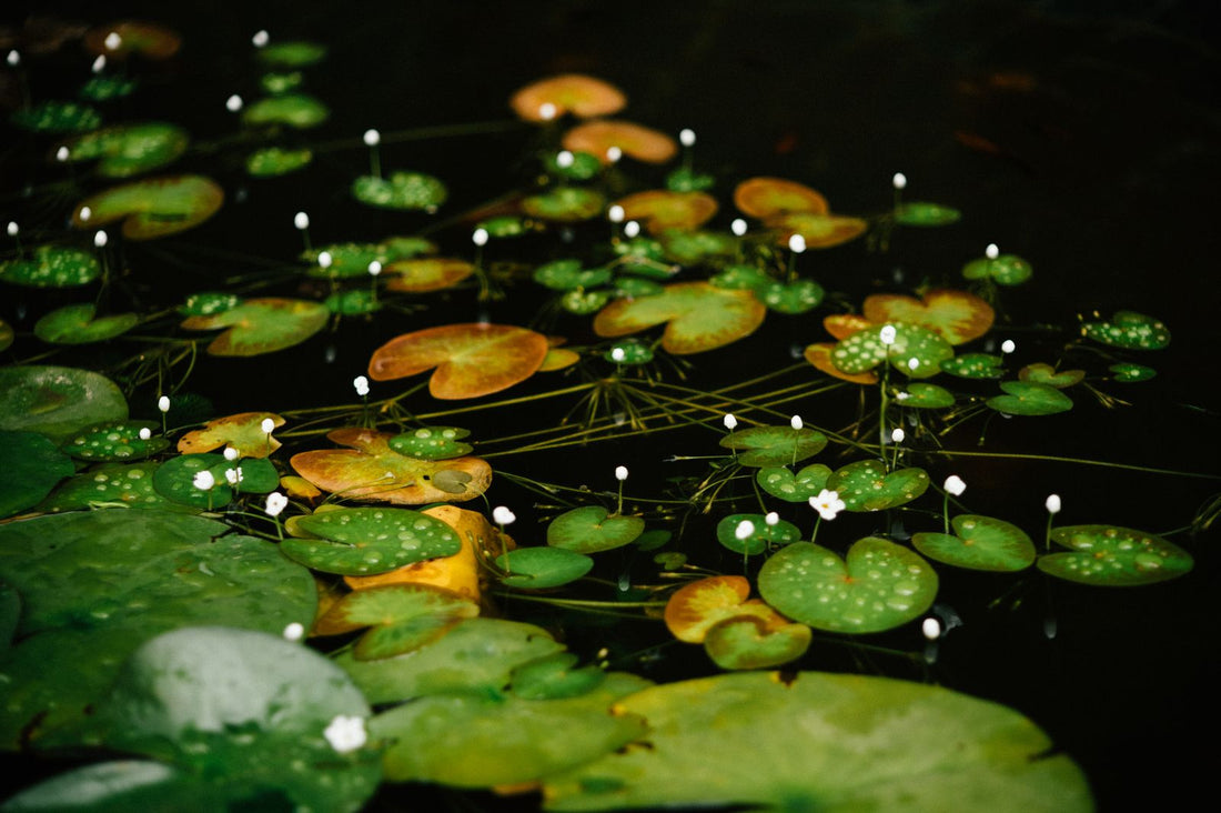 Blue water lilies resting on a calm pond