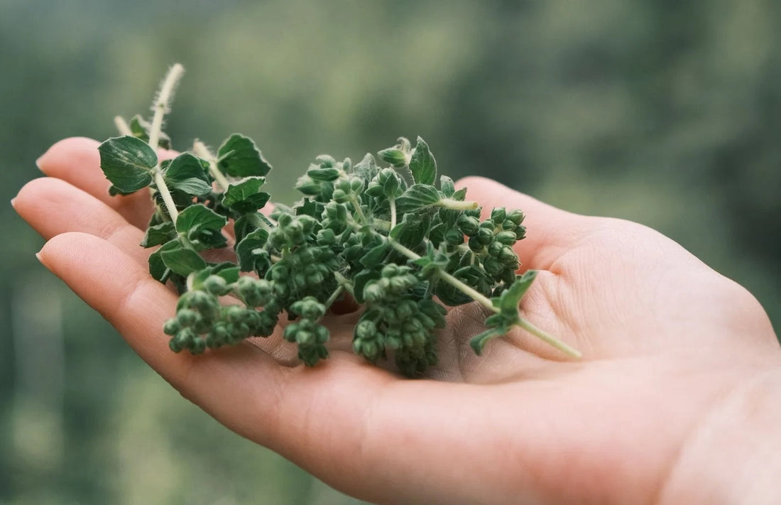 What is Mucura (Anamu)? The Great Cleanser of the Amazon