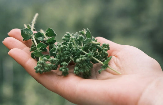 What is Mucura (Anamu)? The Great Cleanser of the Amazon