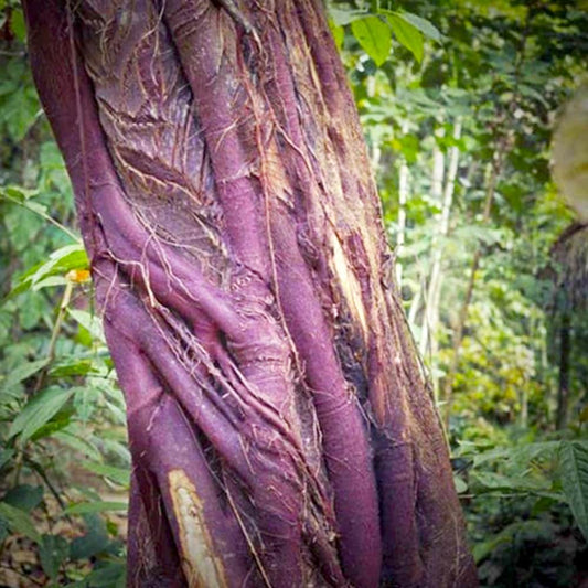 Renaquilla embracing its host in the Amazon rainforest, its bark deep violet