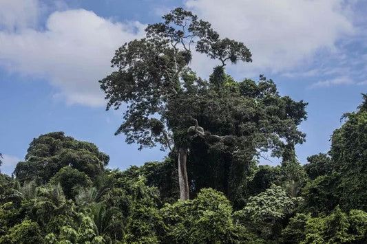 A giant Shihuahuaco (Dipteryx micrantha) crowning above the Amazon canopy