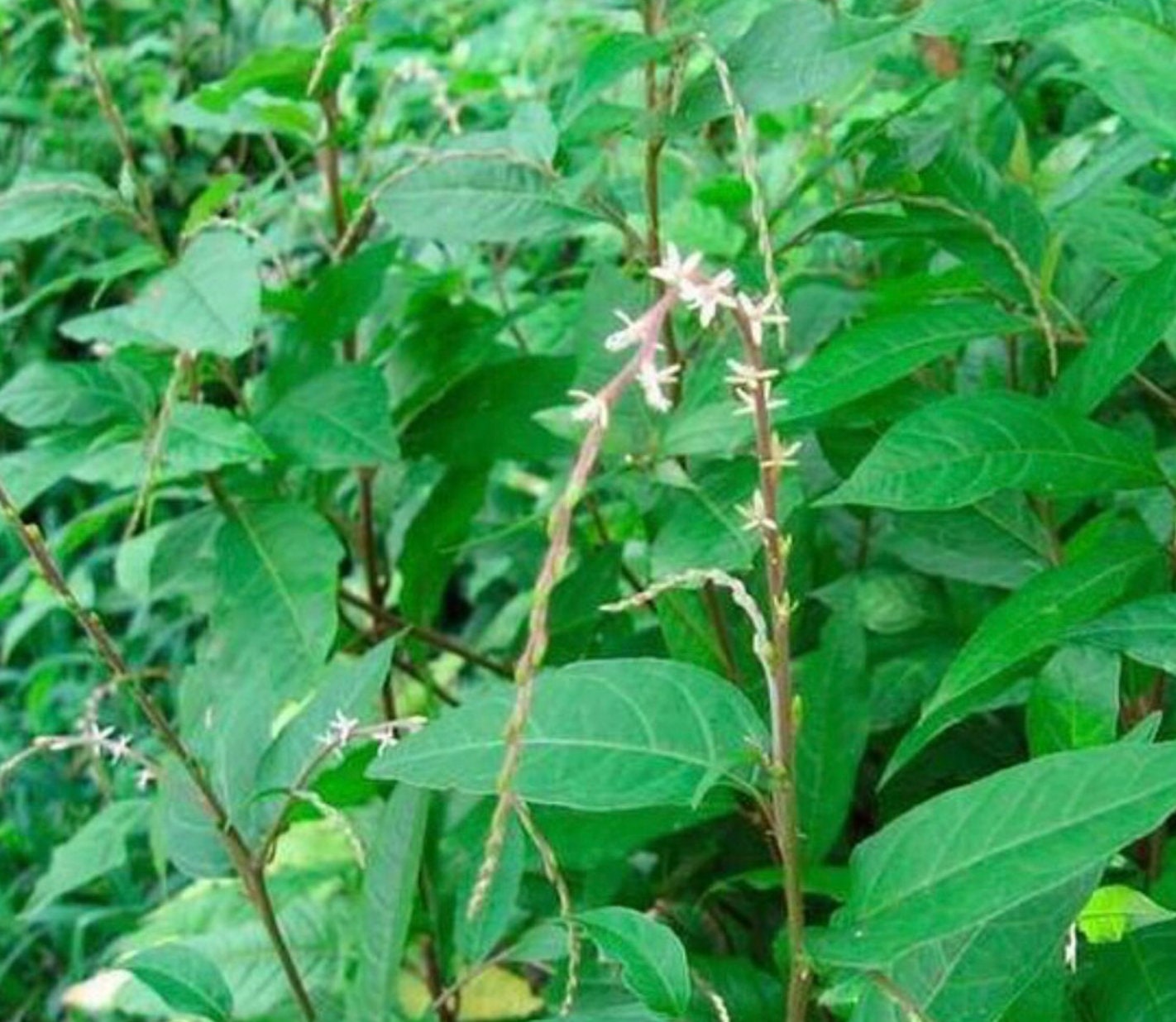 MUCURA ANAMU | Petiveria alliacea | [ cleansing / purify / grounding / clarity ] | Raw Organic Plant Extract | Microdose | Essence | 30ml