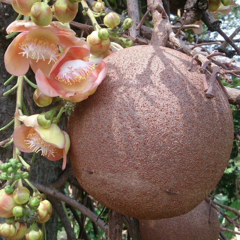AYAHUMA | Couroupita guianensis | [ open vision / intuition ] | Raw Organic Plant Extract | Microdose | Essence | Amazon Forest |  30 ml