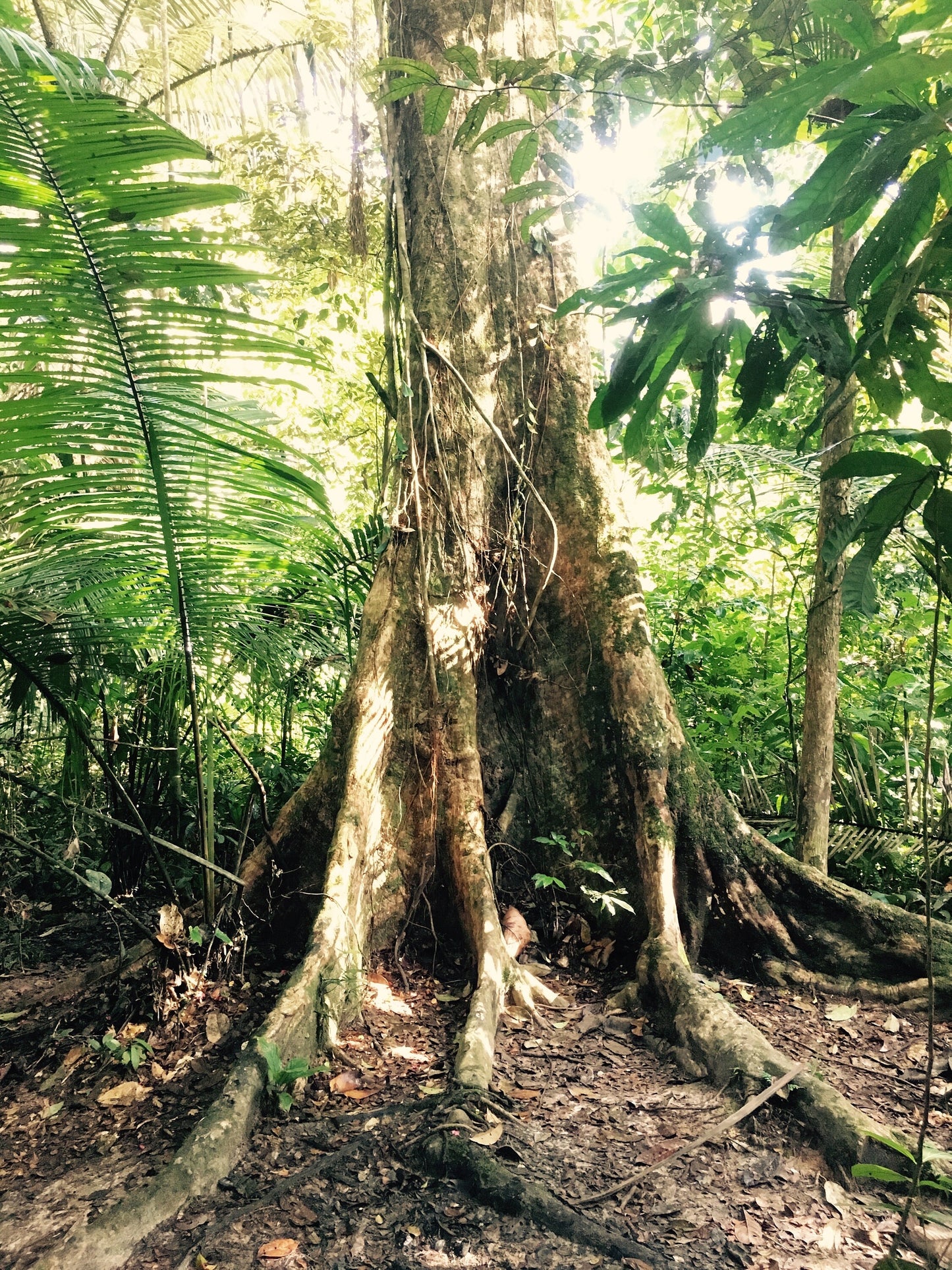 NOYA RAO | Palo Volador | [ peace / inspiration / love / light ] | Raw Organic Plant Extract | Microdose | Essence | Amazon Forest | 30ml
