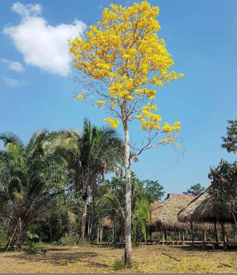 TAHUARI PAU d’ARCO | Tabebuia serratifolia | [ strength / energy / protection ] | Raw Organic Plant Extract | Microdose | Essence | 30ml