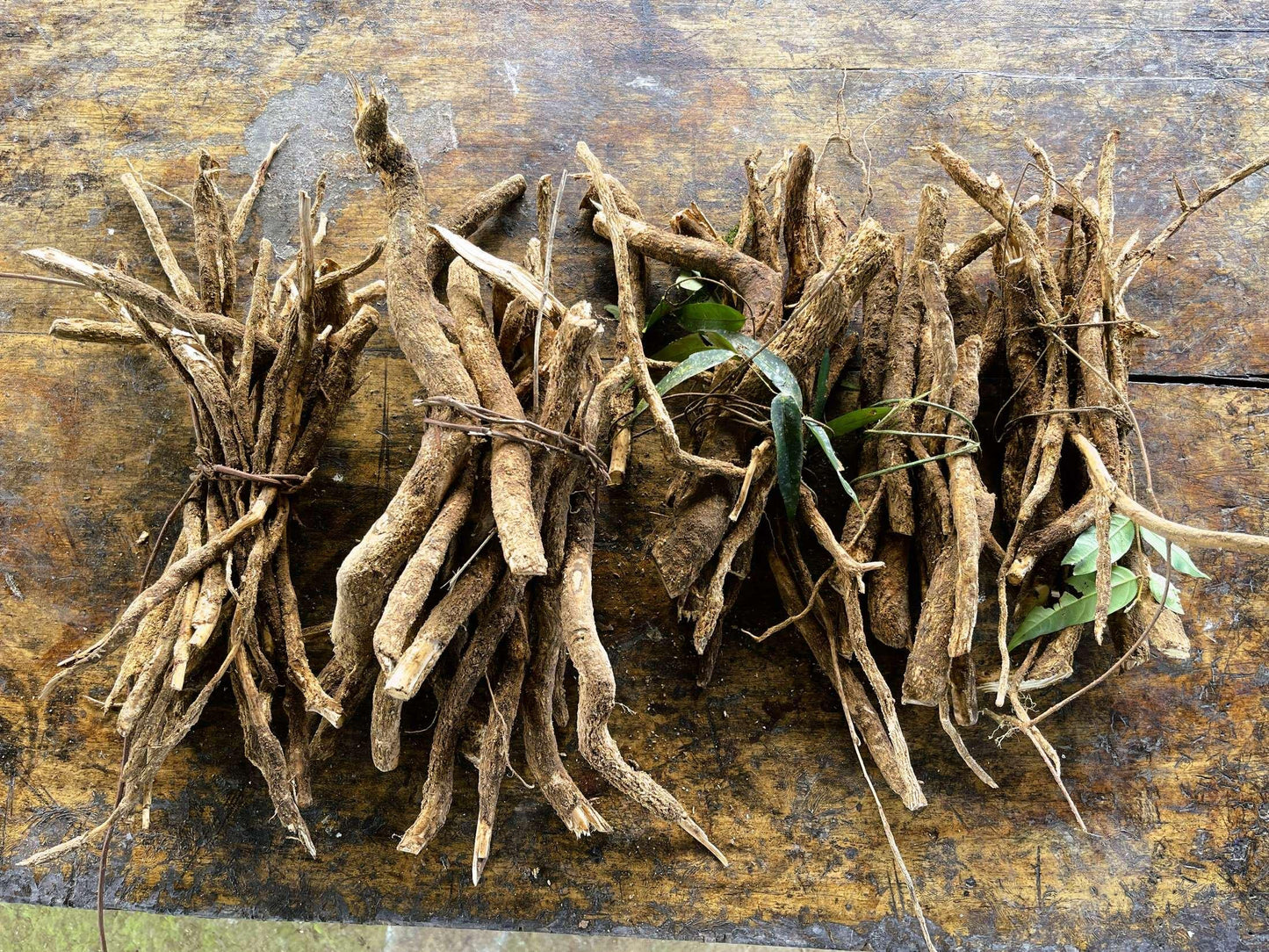 UCHU SANANGO |  LOBOSANANGO | Tabernaemontana sananho [ protection / clarity ] Raw Organic Plant Extract | Microdose | Amazon Forest | 30ml