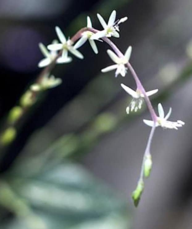MUCURA ANAMU | Petiveria alliacea | [ cleansing / purify / grounding / clarity ] | Raw Organic Plant Extract | Microdose | Essence | 30ml