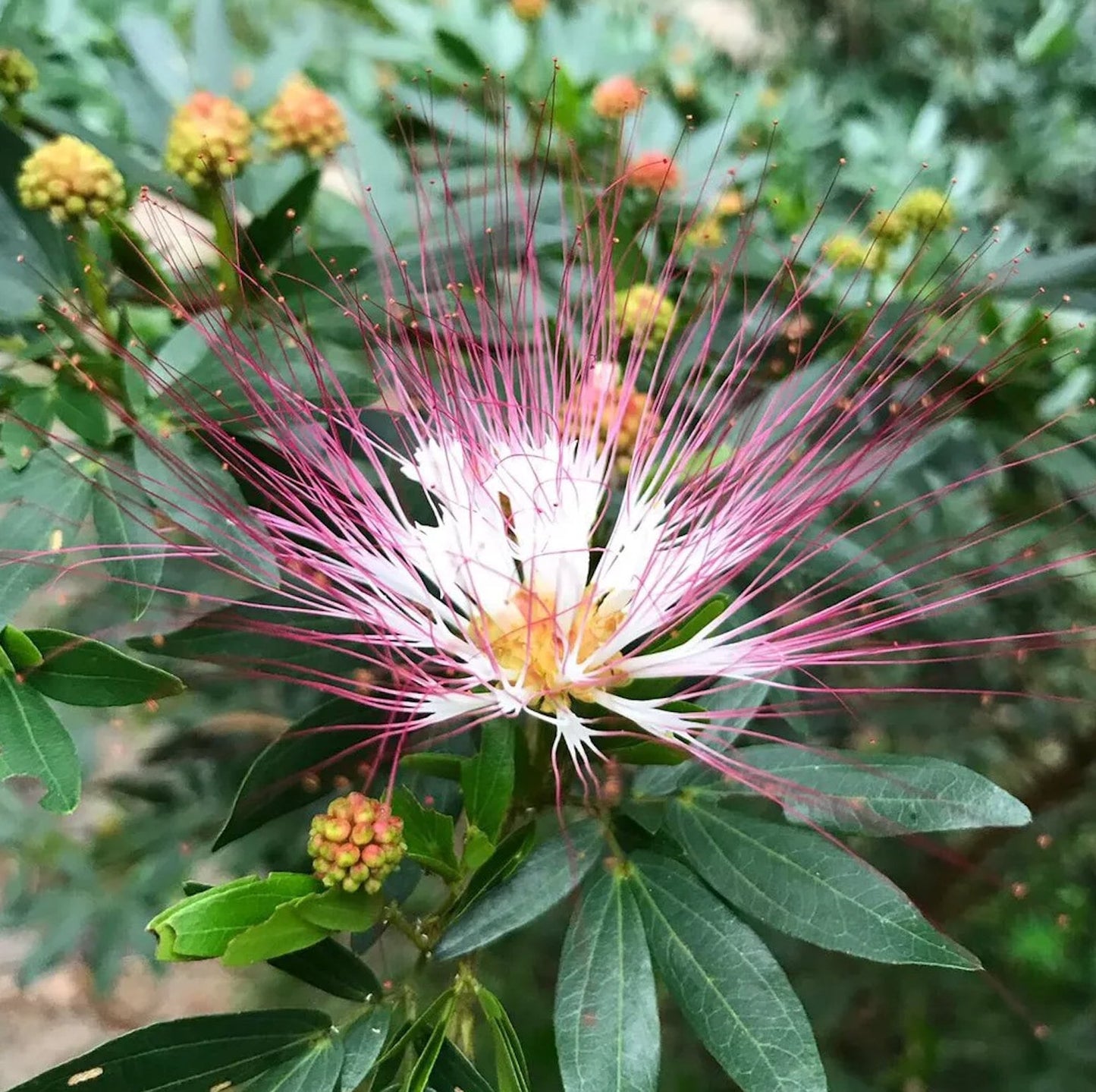 BOBINSANA | Calliandra angustifolia | [ creativity / open heart ] | Raw Organic Plant Extract | Microdose | Essence | Amazon Forest | 30ml