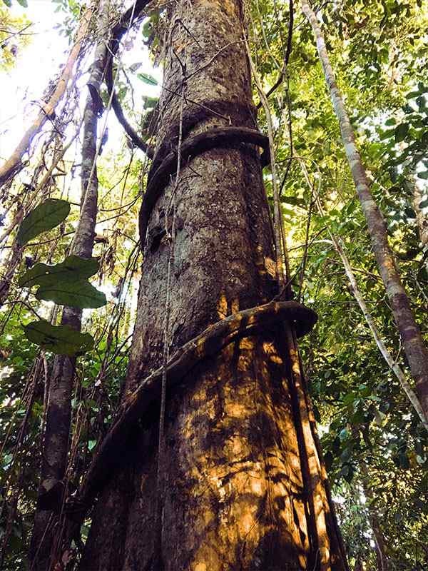 LOVE & LIGHT BUNDLE KIT | Noya Rao | Bobinsana | Blue Lotus | Mucura | Raw Organic Plant Extract | Microdose | Amazon Forest | 30ml