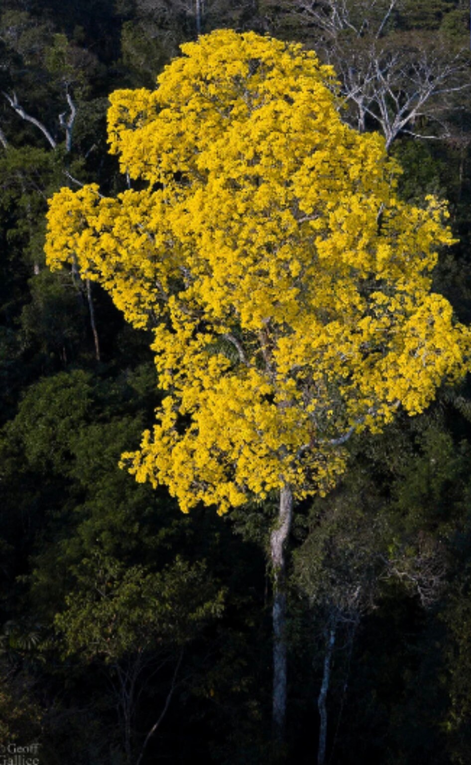 TAHUARI PAU d’ARCO | Tabebuia serratifolia | [ strength / energy / protection ] | Raw Organic Plant Extract | Microdose | Essence | 30ml