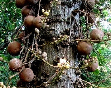 AYAHUMA | Couroupita guianensis | [ open vision / intuition ] | Raw Organic Plant Extract | Microdose | Essence | Amazon Forest |  30 ml