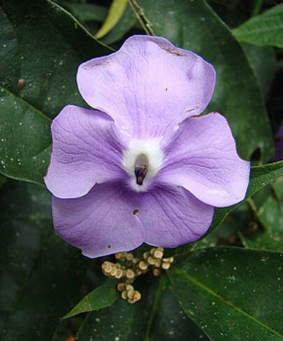 CIRIC SANANGO | Brunfelsia grandiflora | [ dreams / transmutation ] | Raw Organic Plant Extract | Microdose | Essence | Amazon Forest | 30ml
