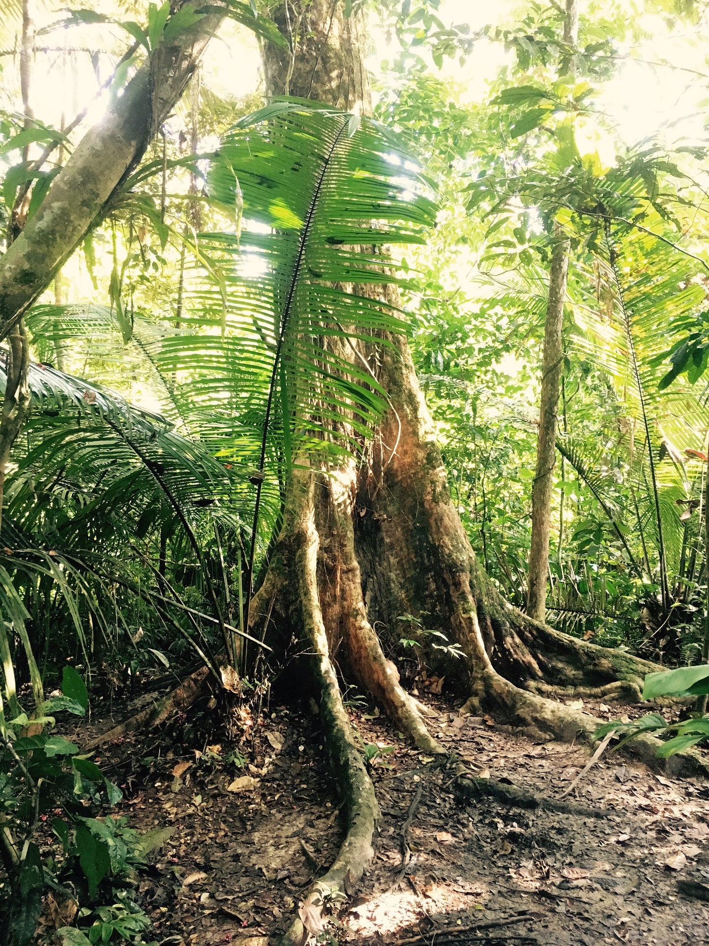 NOYA RAO | Palo Volador | [ peace / inspiration / love / light ] | Raw Organic Plant Extract | Microdose | Essence | Amazon Forest | 30ml