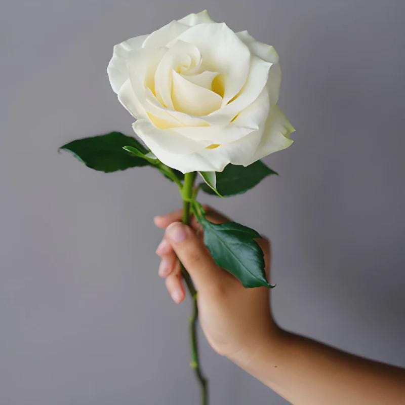 PURE WHITE ROSE | Rosa Castilla | [ open heart / clarity / devotion / feminine ] | Raw Organic | Microdose | Essence | Amazon Forest | 30 ml