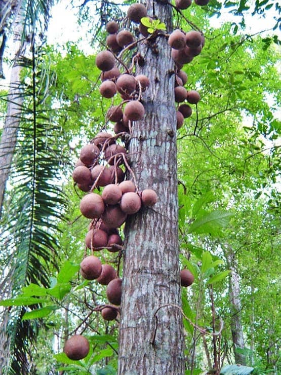 AYAHUMA | Couroupita guianensis | [ open vision / intuition ] | Raw Organic Plant Extract | Microdose | Essence | Amazon Forest |  30 ml