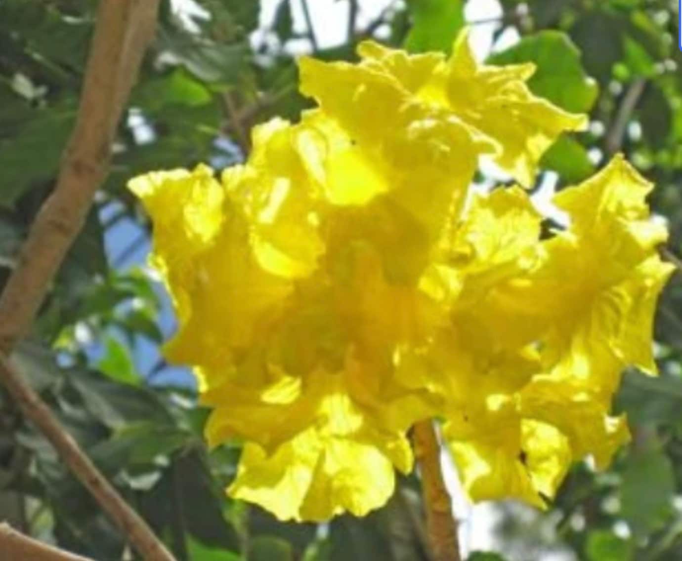 TAHUARI PAU d’ARCO | Tabebuia serratifolia | [ strength / energy / protection ] | Raw Organic Plant Extract | Microdose | Essence | 30ml
