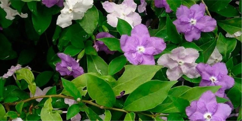 CIRIC SANANGO | Brunfelsia grandiflora | [ dreams / transmutation ] | Raw Organic Plant Extract | Microdose | Essence | Amazon Forest | 30ml