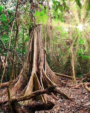 LOVE & LIGHT BUNDLE KIT | Noya Rao | Bobinsana | Blue Lotus | Mucura | Raw Organic Plant Extract | Microdose | Amazon Forest | 30ml