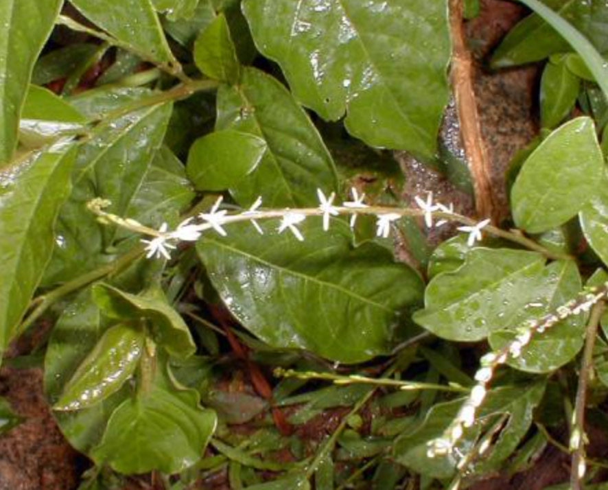 MUCURA ANAMU | Petiveria alliacea | [ cleansing / purify / grounding / clarity ] | Raw Organic Plant Extract | Microdose | Essence | 30ml