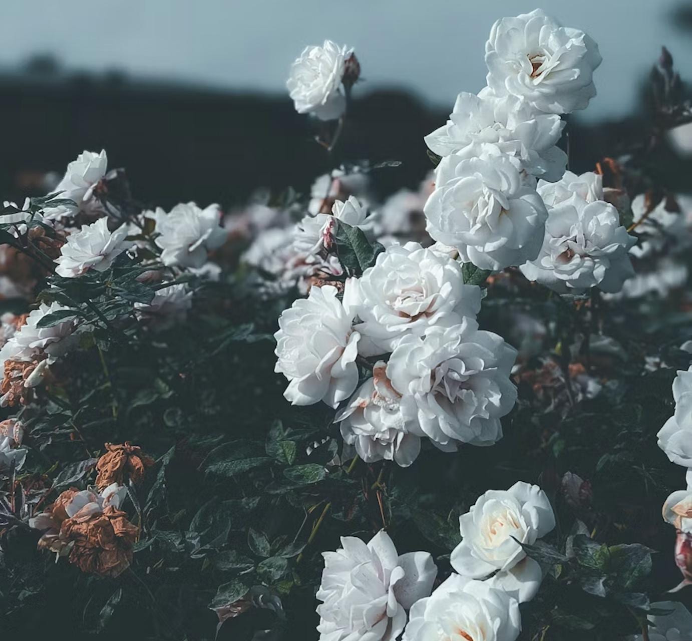 PURE WHITE ROSE | Rosa Castilla | [ open heart / clarity / devotion / feminine ] | Raw Organic | Microdose | Essence | Amazon Forest | 30 ml