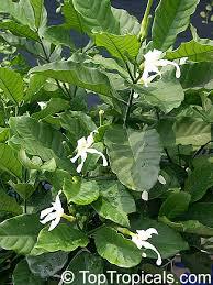 UCHU SANANGO |  LOBOSANANGO | Tabernaemontana sananho [ protection / clarity ] Raw Organic Plant Extract | Microdose | Amazon Forest | 30ml