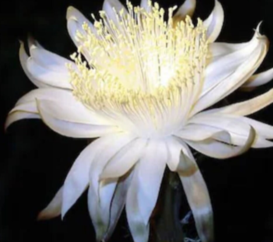 WACHUMA FLOWER | [ love / spiritual guide / emotion healing ] | Raw Organic Plant Extract | Essence | 30ml