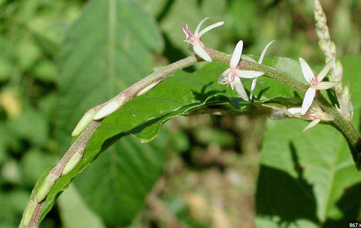 MUCURA ANAMU | Petiveria alliacea | [ cleansing / purify / grounding / clarity ] | Raw Organic Plant Extract | Microdose | Essence | 30ml
