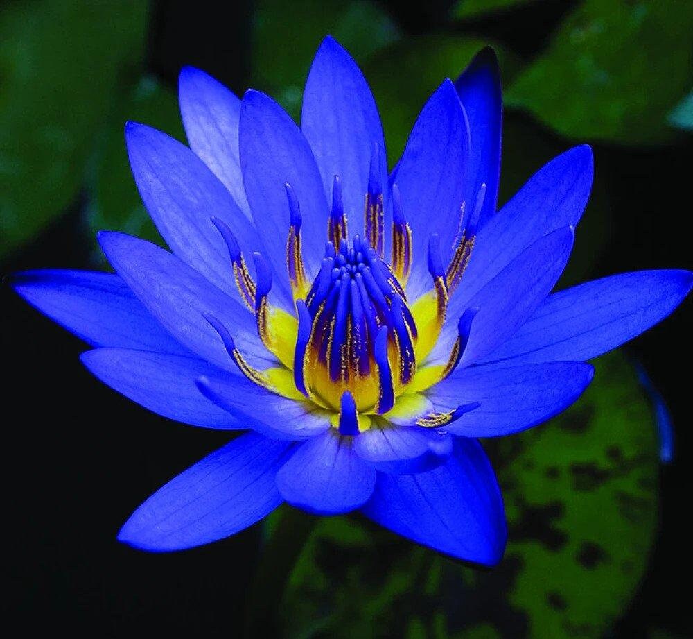 BLUE LOTUS | Nymphaea caerulea | [ meditation / spiritual guide ] | Raw Organic Plant Extract | Microdose | Essence | Amazon Forest | 30ml
