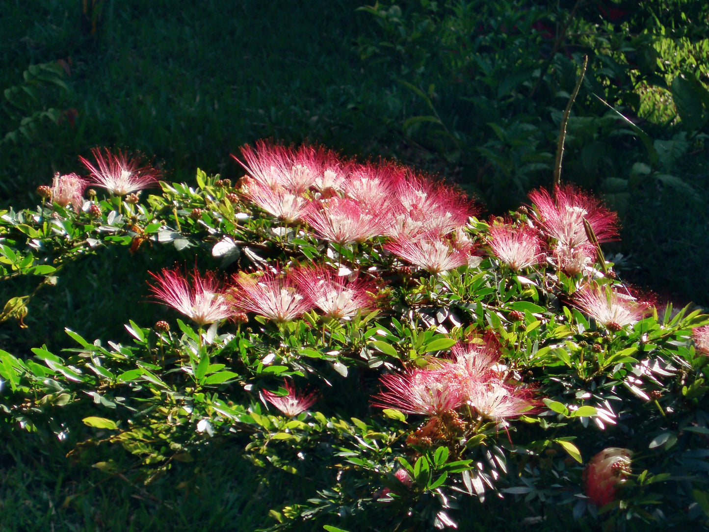 BOBINSANA | Calliandra angustifolia | [ creativity / open heart ] | Raw Organic Plant Extract | Microdose | Essence | Amazon Forest | 30ml