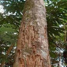 CHUCHUHUASI | Maytenus laevis | [energy / fire energy / strength] | Raw Organic Plant Extract | Microdose | Essence | Amazon Forest | 30ml