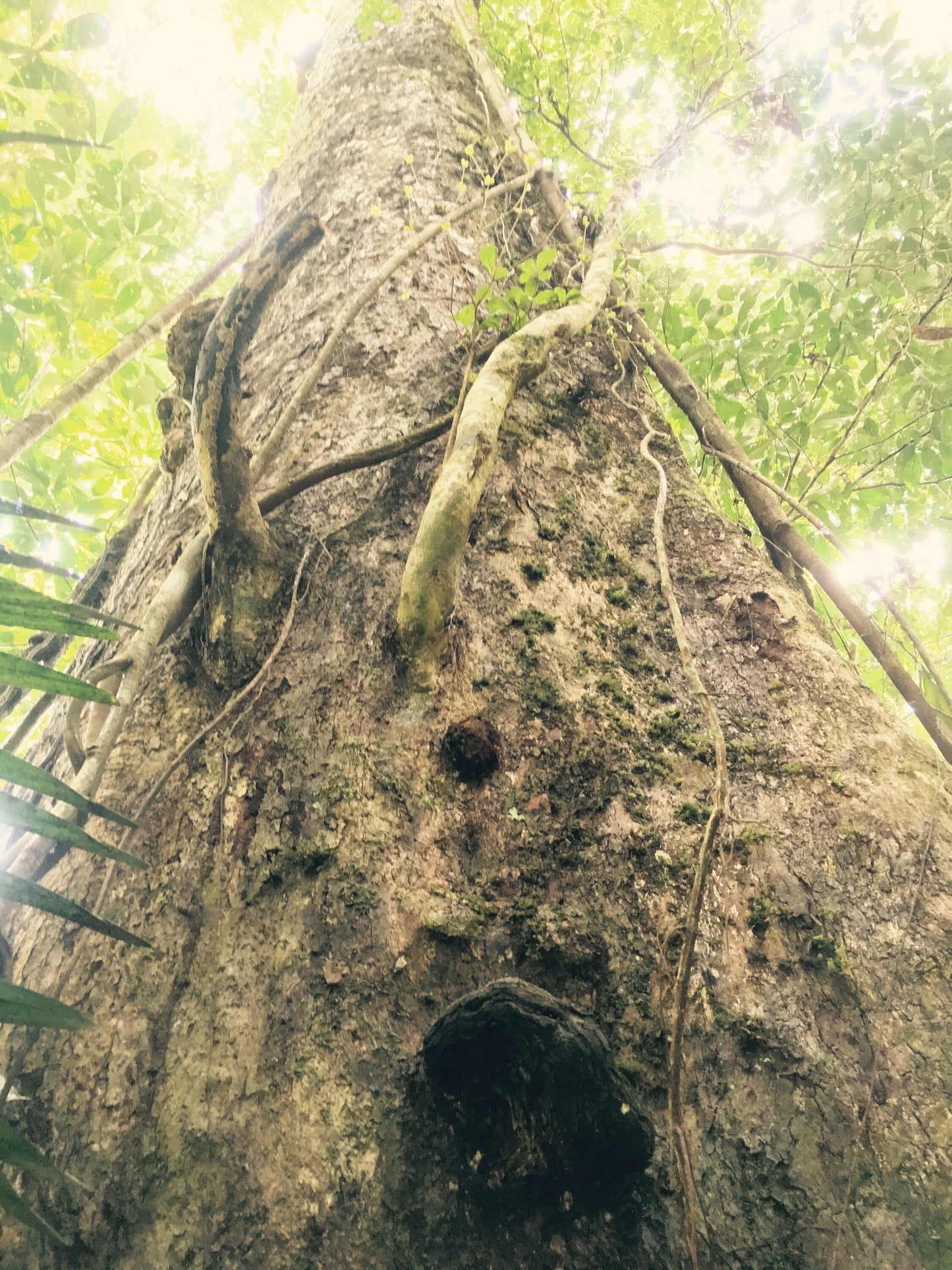 NOYA RAO | Palo Volador | [ peace / inspiration / love / light ] | Raw Organic Plant Extract | Microdose | Essence | Amazon Forest | 30ml