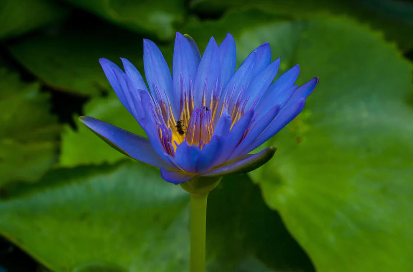 LOVE & LIGHT BUNDLE KIT | Noya Rao | Bobinsana | Blue Lotus | Mucura | Raw Organic Plant Extract | Microdose | Amazon Forest | 30ml