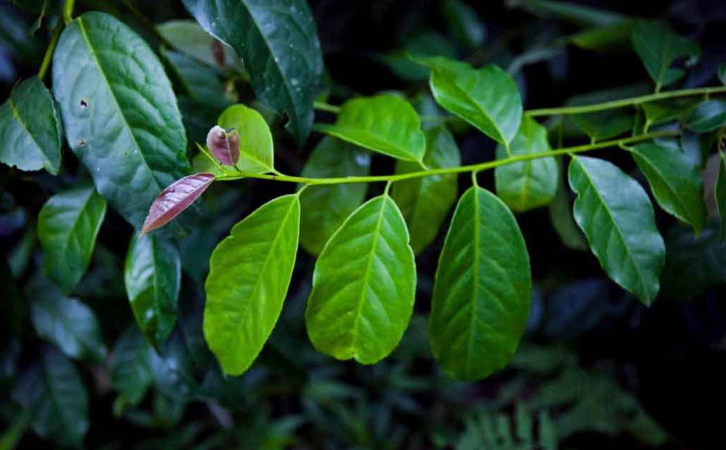 GUAYUSA | Ilex Guayusa | [ lucid dreaming / intuition / vision / perception] | Raw Organic Plant Extract | Essence | Amazon Forest | 30ml