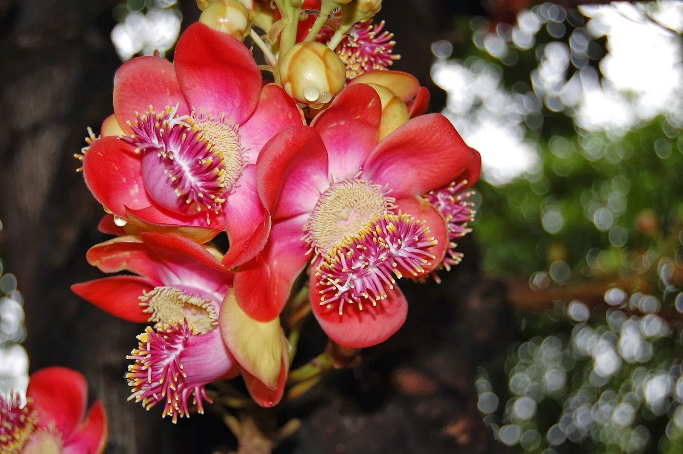 AYAHUMA | Couroupita guianensis | [ open vision / intuition ] | Raw Organic Plant Extract | Microdose | Essence | Amazon Forest |  30 ml