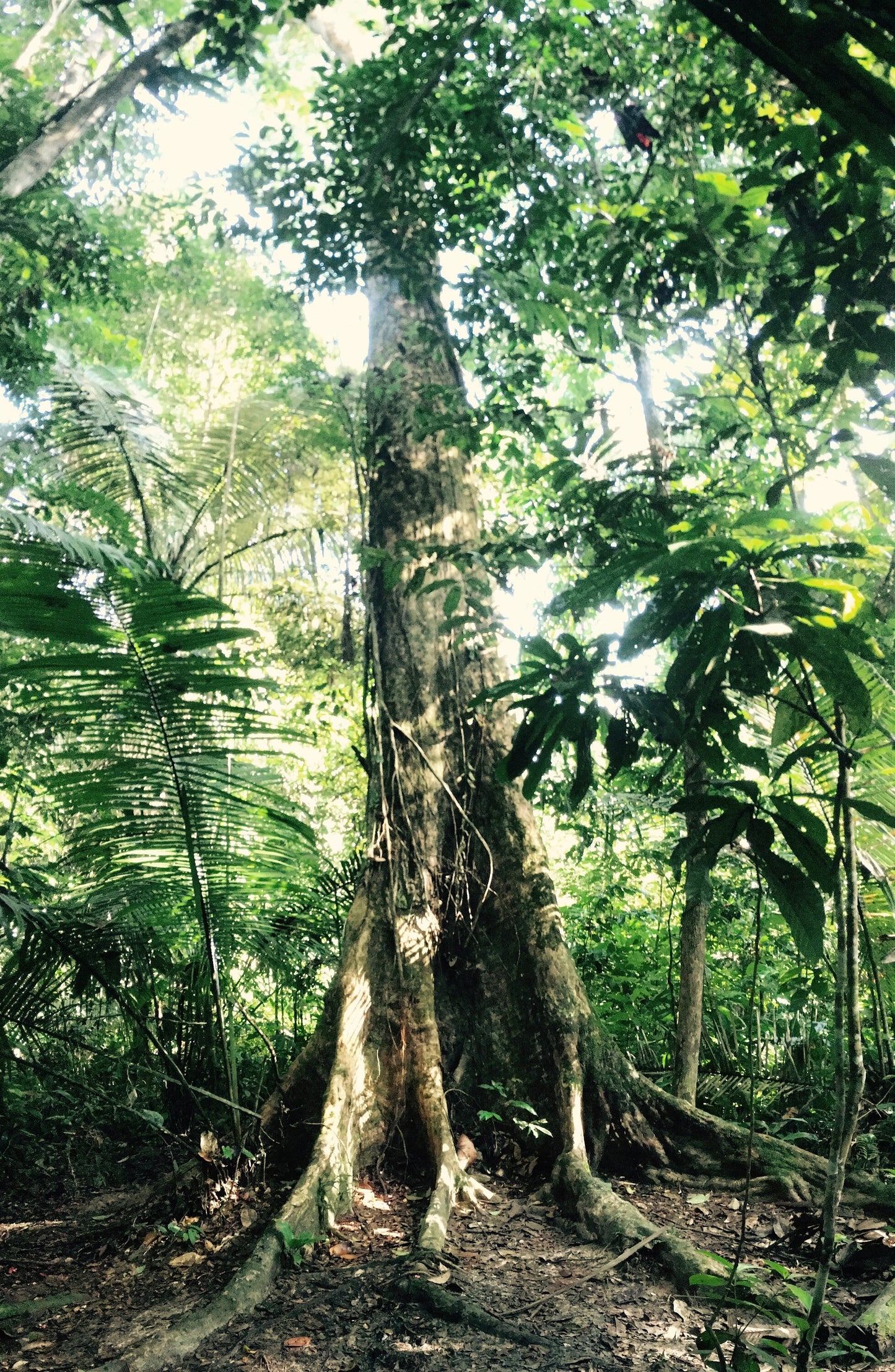 NOYA RAO | Palo Volador | [ peace / inspiration / love / light ] | Raw Organic Plant Extract | Microdose | Essence | Amazon Forest | 30ml