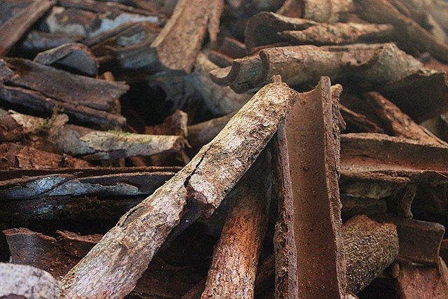 CHUCHUHUASI | Maytenus laevis | [energy / fire energy / strength] | Raw Organic Plant Extract | Microdose | Essence | Amazon Forest | 30ml