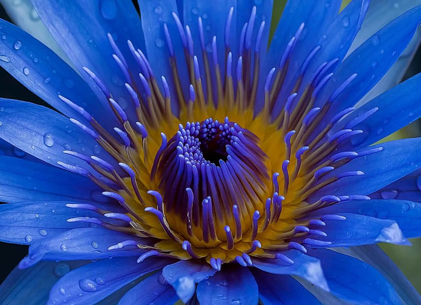 BLUE LOTUS | Nymphaea caerulea | [ meditation / spiritual guide ] | Raw Organic Plant Extract | Microdose | Essence | Amazon Forest | 30ml