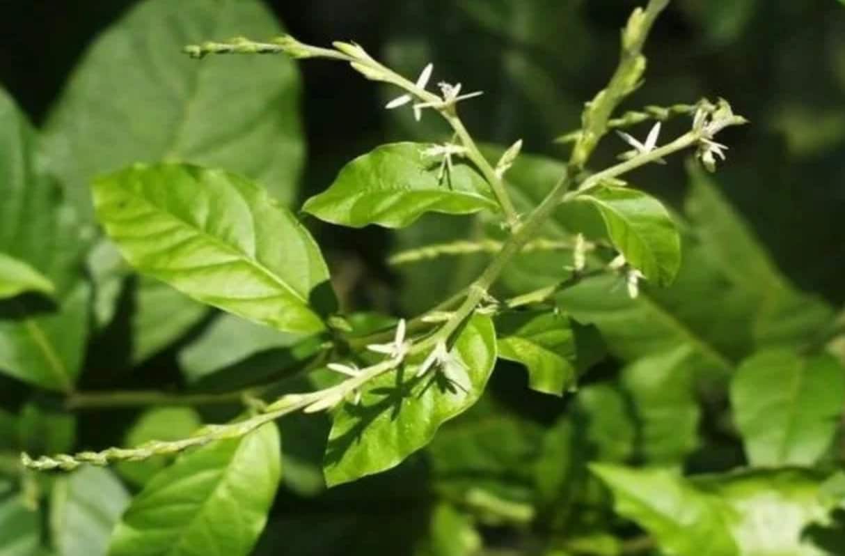 MUCURA ANAMU | Petiveria alliacea | [ cleansing / purify / grounding / clarity ] | Raw Organic Plant Extract | Microdose | Essence | 30ml