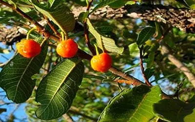 Essence de Tamamuri (Brosimum acutifolium), 30 ml