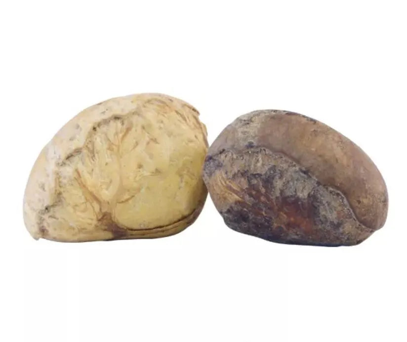 CAMALONGA | Thevetia Peruviana | [ dreams / vision / cleansing ] | Raw Organic Plant Extract | Microdose | Essence | Amazon Forest | 30ml