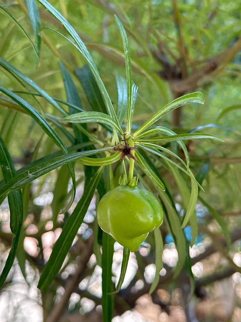 CAMALONGA | Thevetia Peruviana | [ dreams / vision / cleansing ] | Raw Organic Plant Extract | Microdose | Essence | Amazon Forest | 30ml