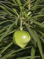 CAMALONGA | Thevetia Peruviana | [ dreams / vision / cleansing ] | Raw Organic Plant Extract | Microdose | Essence | Amazon Forest | 30ml