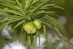 CAMALONGA | Thevetia Peruviana | [ dreams / vision / cleansing ] | Raw Organic Plant Extract | Microdose | Essence | Amazon Forest | 30ml