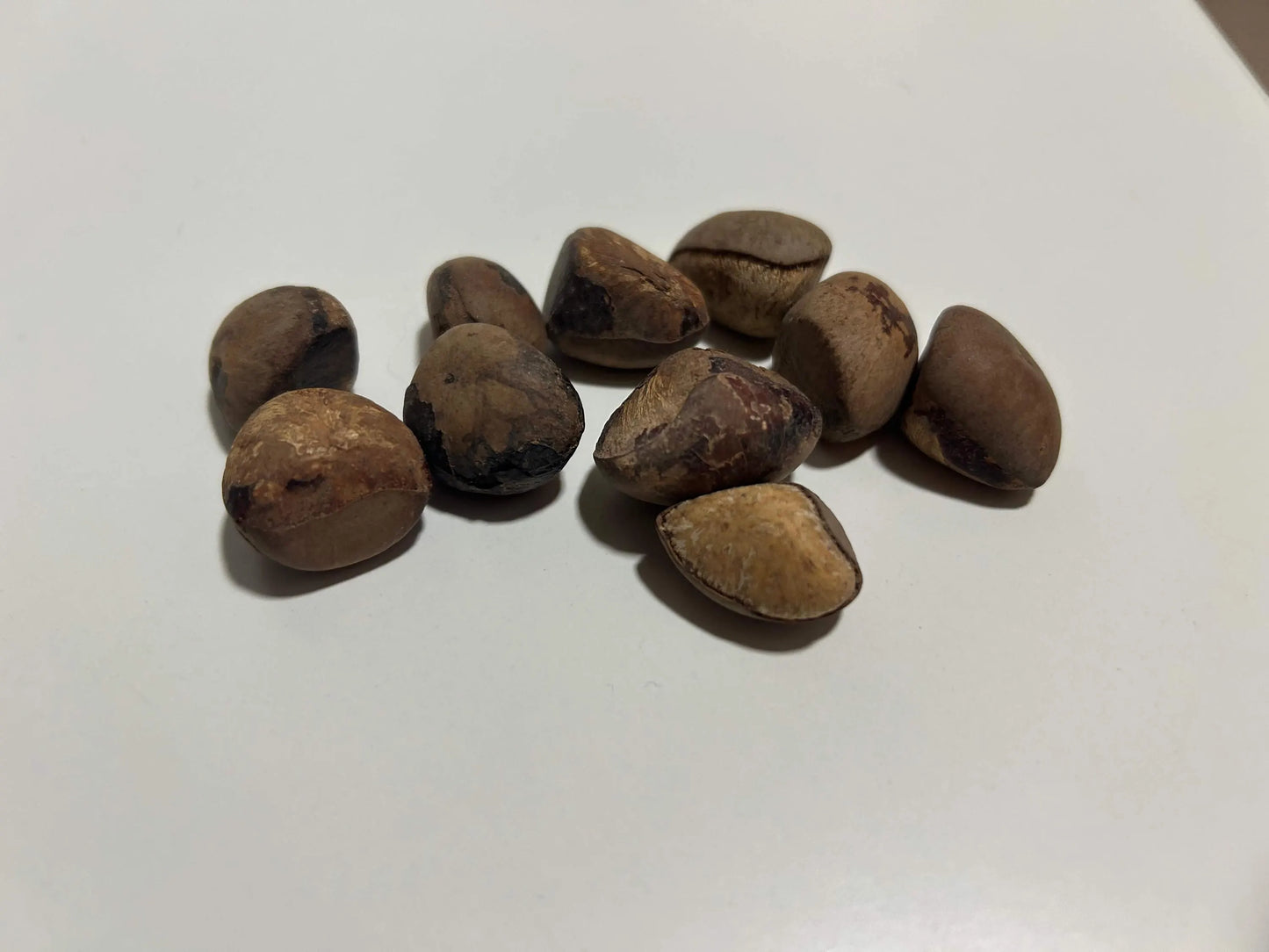 CAMALONGA | Thevetia Peruviana | [ dreams / vision / cleansing ] | Raw Organic Plant Extract | Microdose | Essence | Amazon Forest | 30ml